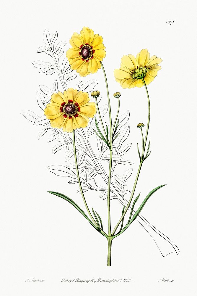 Perennial dyer's coreopsis from Edwards&rsquo;s Botanical Register (1829&mdash;1847) by Sydenham Edwards, John Lindley, and…