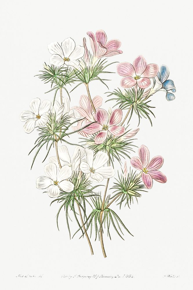 Thick-flowered slender-tube from Edwards&rsquo;s Botanical Register (1829&mdash;1847) by Sydenham Edwards, John Lindley, and…