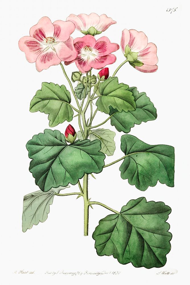 Rhomb leaved palavia from Edwards&rsquo;s Botanical Register (1829&mdash;1847) by Sydenham Edwards, John Lindley, and James…