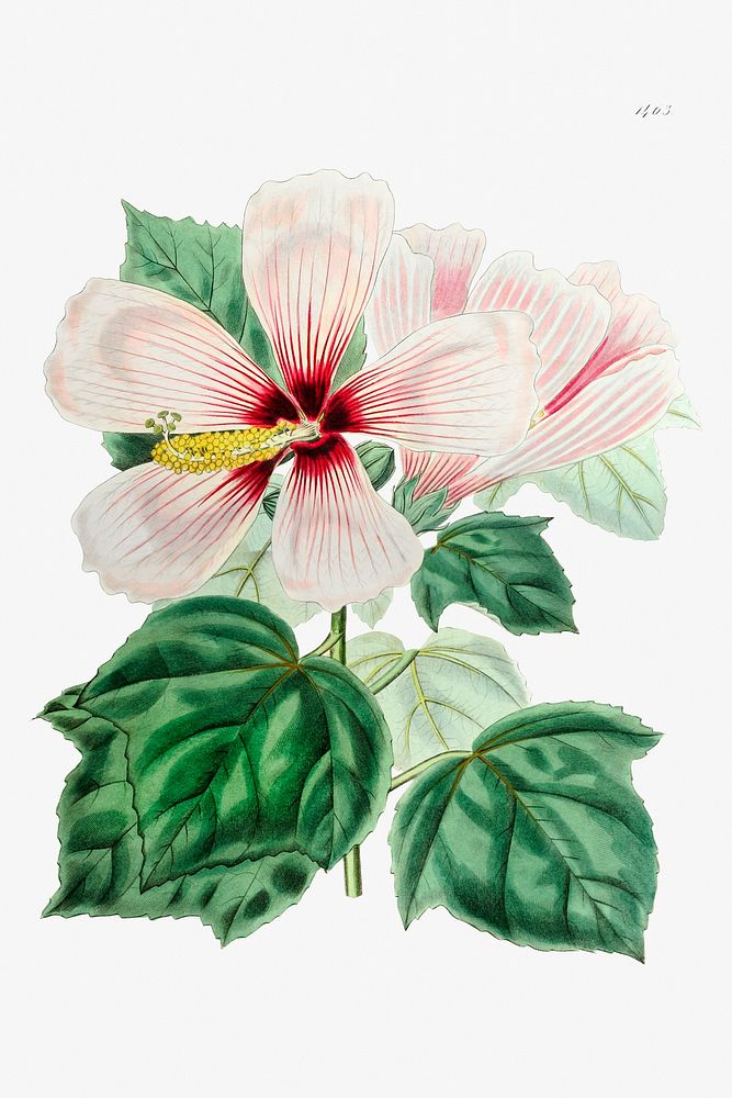 Marsh hibiscus from Edwards&rsquo;s Botanical Register (1829&mdash;1847) by Sydenham Edwards, John Lindley, and James…