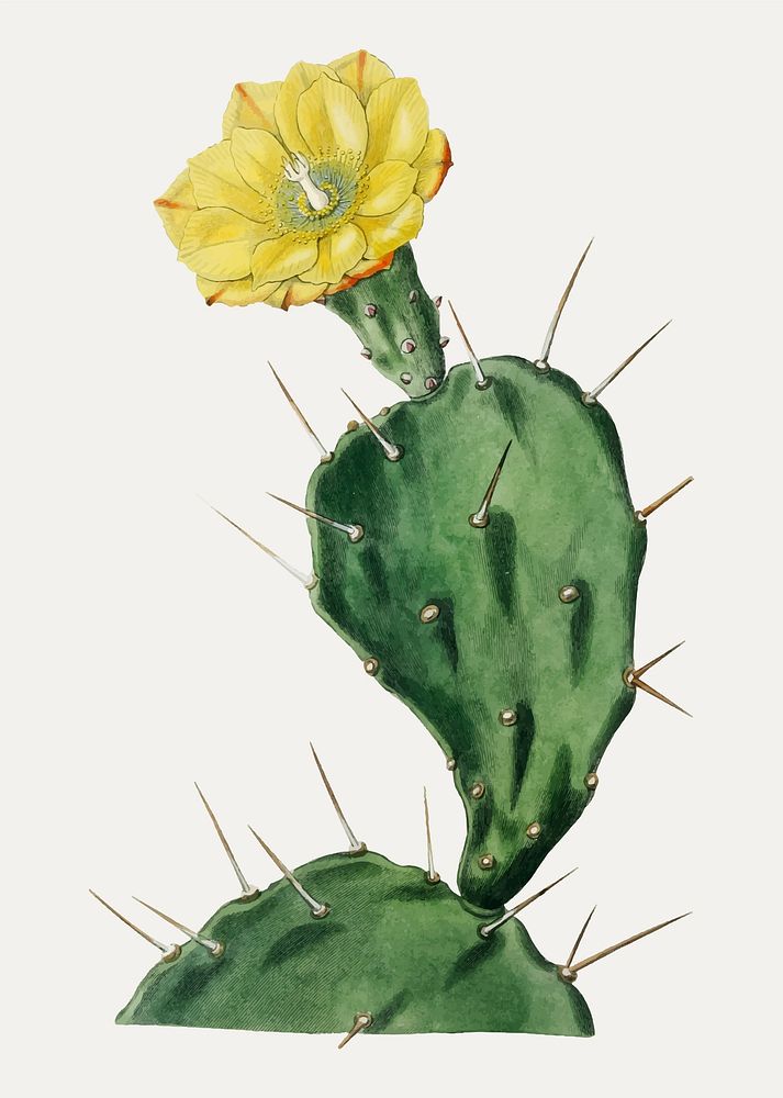 Vintage one spined opuntia flower branch for decoration