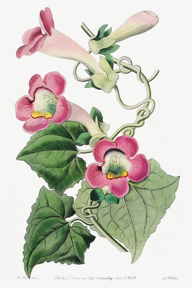 Blushing lophospermum from Edwards&rsquo;s Botanical Register (1829&mdash;1847) by Sydenham Edwards, John Lindley, and James…