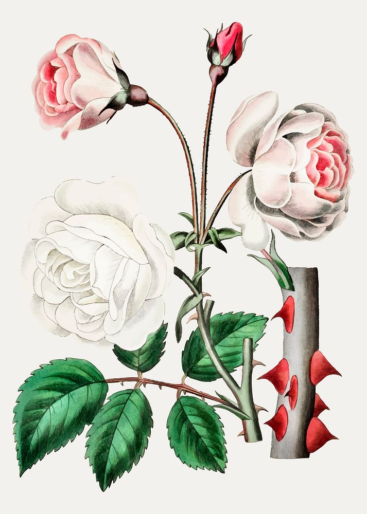 Vintage ruga rose flower branch for decoration
