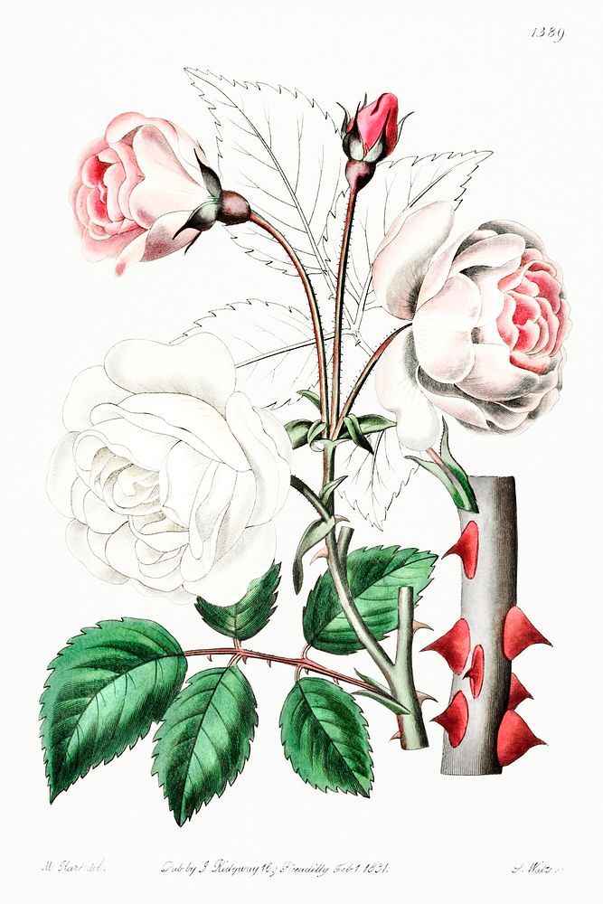 The ruga rose from Edwards&rsquo;s Botanical Register (1829&mdash;1847) by Sydenham Edwards, John Lindley, and James Ridgway.