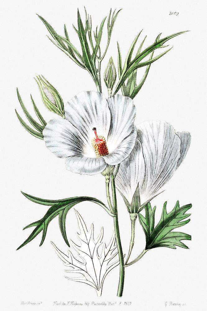 Lilac hibiscus from Edwards&rsquo;s Botanical Register (1829&mdash;1847) by Sydenham Edwards, John Lindley, and James…
