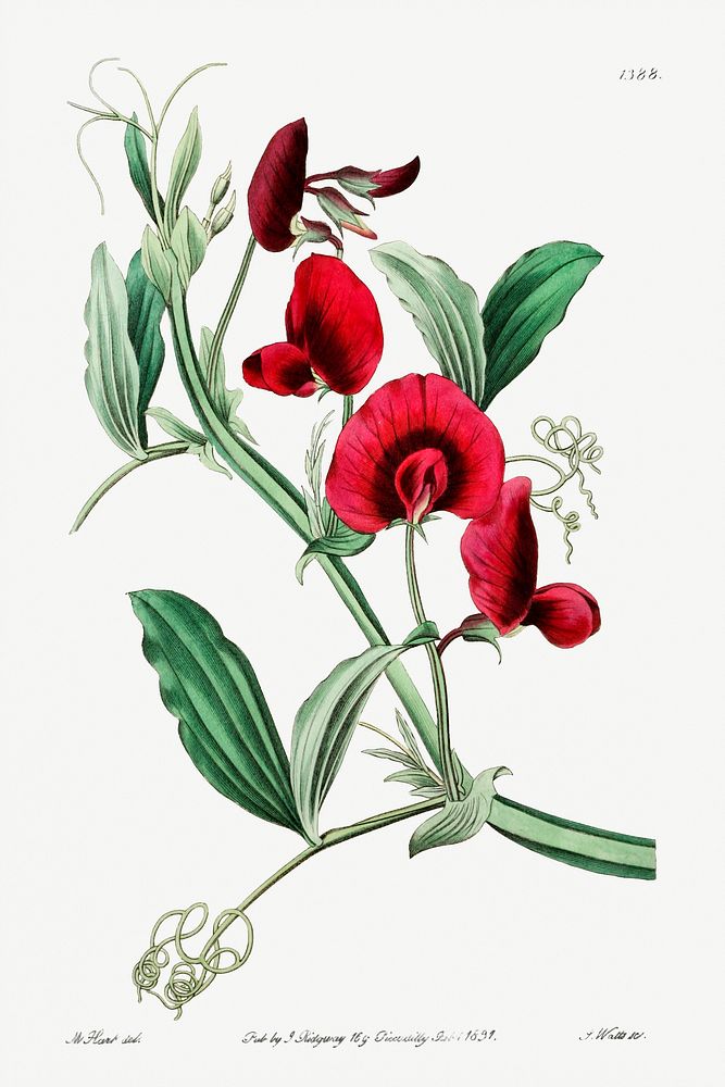 The tangier pea from Edwards&rsquo;s Botanical Register (1829&mdash;1847) by Sydenham Edwards, John Lindley, and James…