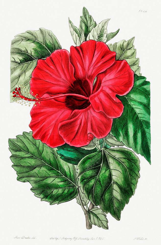 Single-flowered Chinese rose mallow from Edwards&rsquo;s Botanical Register (1829&mdash;1847) by Sydenham Edwards, John…
