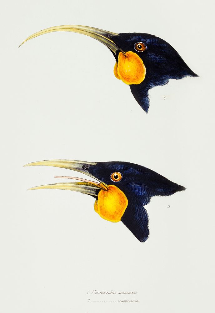1. Huia, female (Neomorpha acutirostris) 2. Huia, male (Neomorpha crassirostris) illustrated from A Synopsis of the Birds of…
