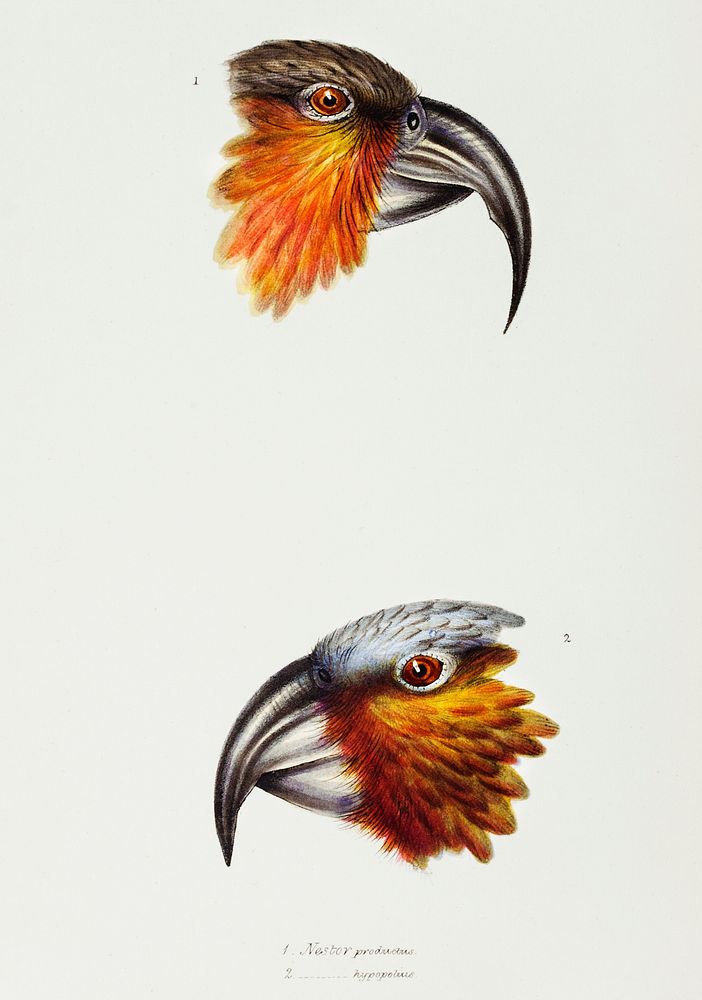 1. Norfolk kaka (Nestor productus) 2. Kaka parrot (Nestor Hypopolius) illustrated from A Synopsis of the Birds of Australia…