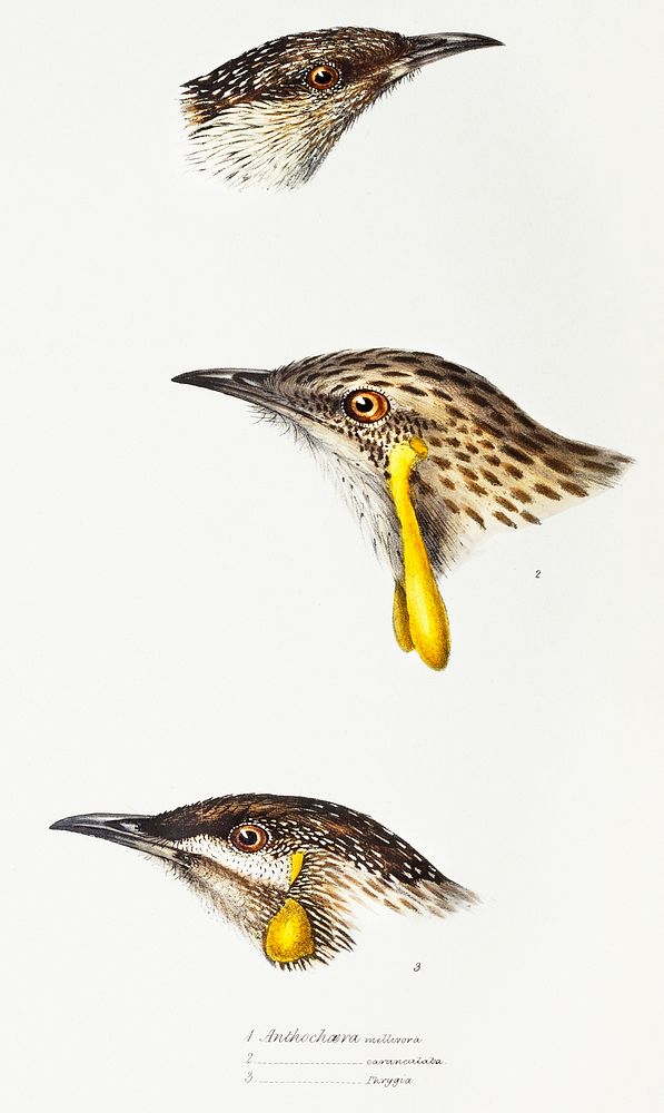 1. Wattle bird (Anthochaera mellivora) 2. Red wattlebird (Anthochaera carunculata) 3. Western wattlebird (Anthochaera…