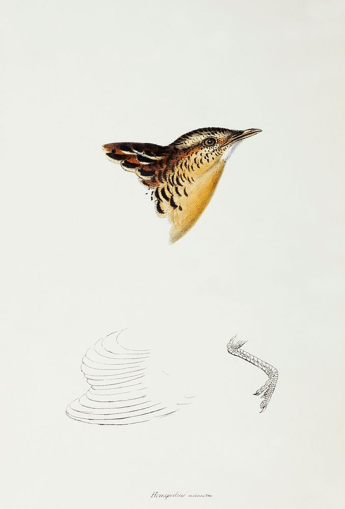 Black-backed Buttonquail (Hemipodius Melanotus) illustrated from A Synopsis of the Birds of Australia and the Adjacent…