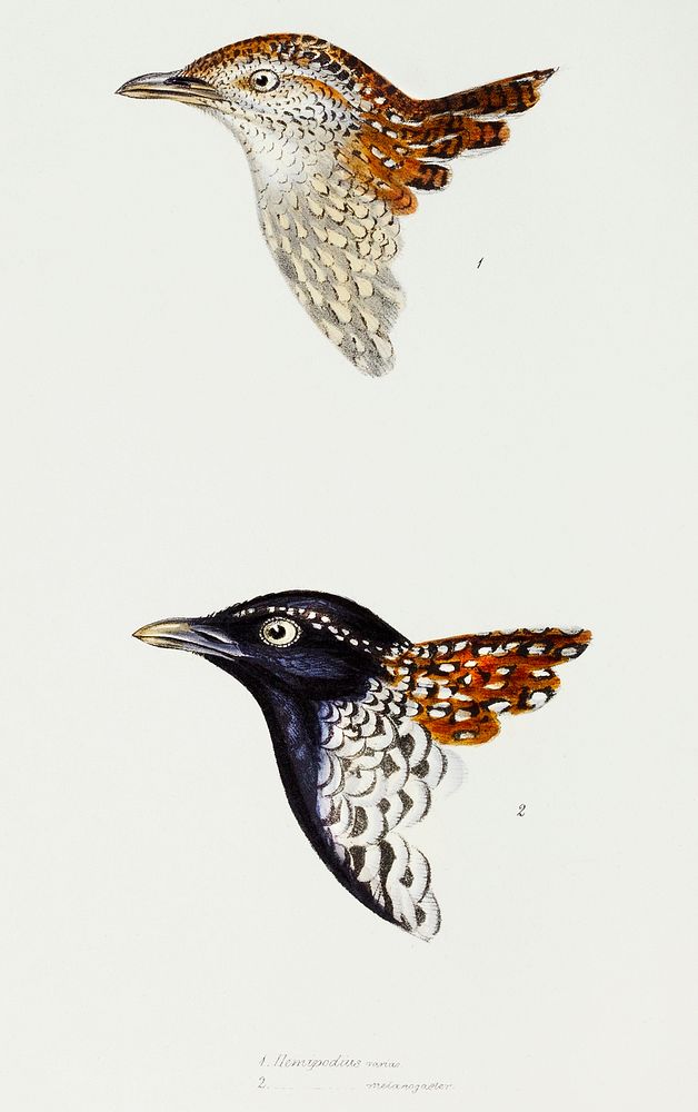 1. Buttonquail (Hemipodius varias) 2. Black-breasted buttonquail (Turnix melanogaster) illustrated from A Synopsis of the…
