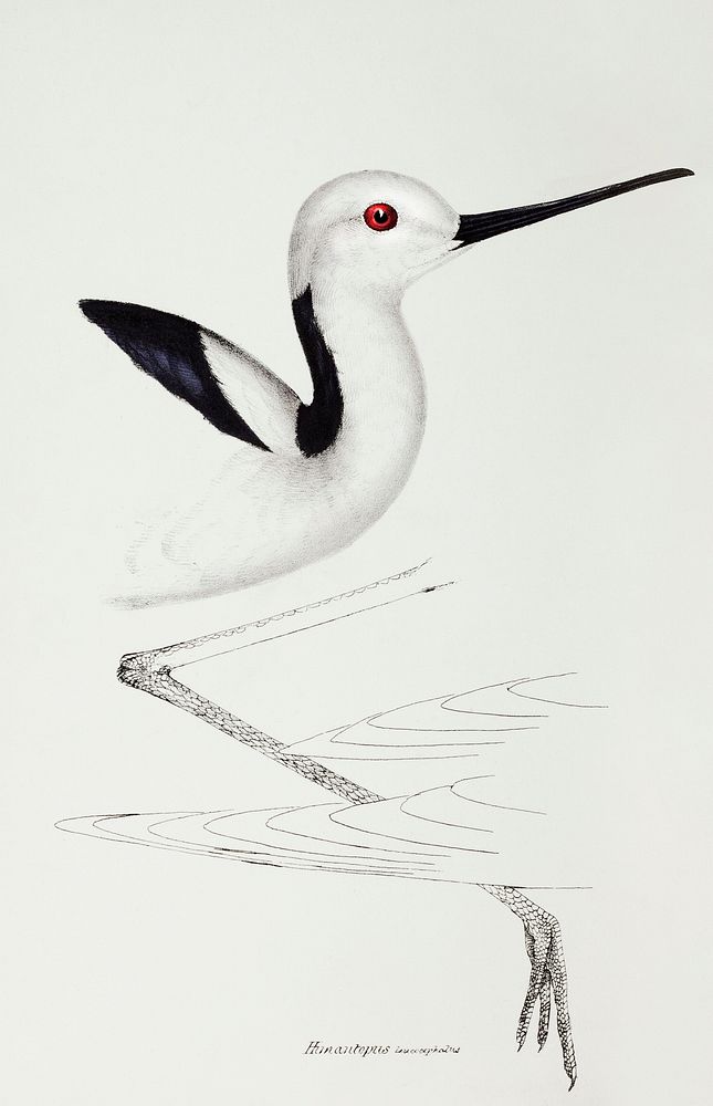 White-headed stilt (Himantopus leucocephalus) illustrated from A Synopsis of the Birds of Australia and the Adjacent Islands…