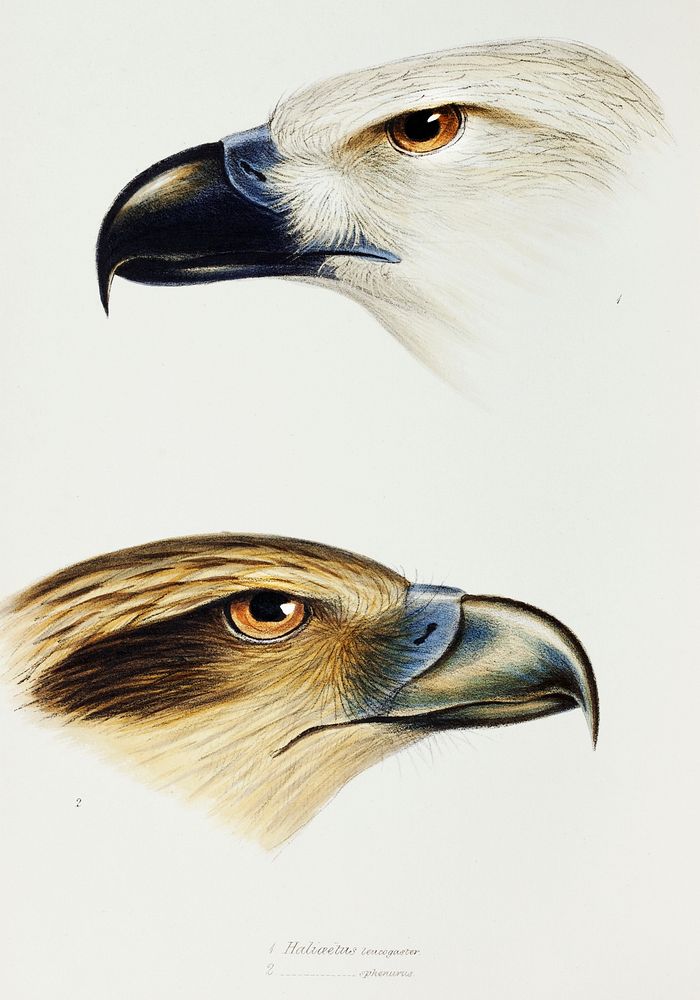 1. White-bellied sea eagle (Haliaeetus leucogaster) 2. Whistling kite (Haliastur sphenurus) illustrated from A Synopsis of…