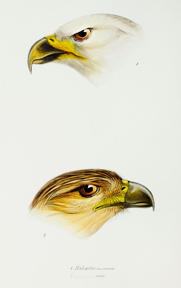 1. White-breasted sea-eagle (Haliaeetus leucosternus) 2. Little eagle (Haliaeetus canorus) illustrated from A Synopsis of…