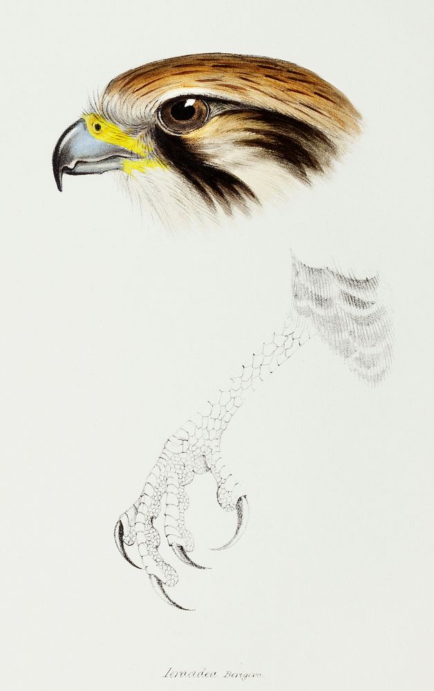 Brown hawk (Leracidia berigora) illustrated from A Synopsis of the Birds of Australia and the Adjacent Islands (1837) by…