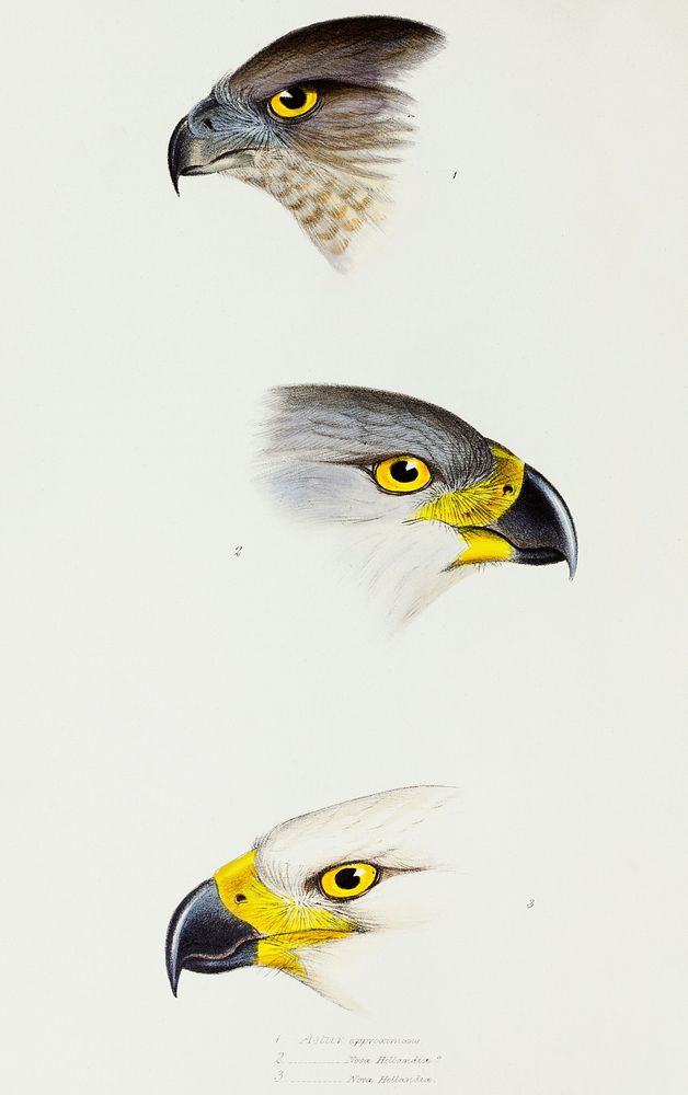 1. Australlan Goshawk (Astur approximans) 2. & 3. Grey Goshawk (Astur novaehollandiae) illustrated from A Synopsis of the…