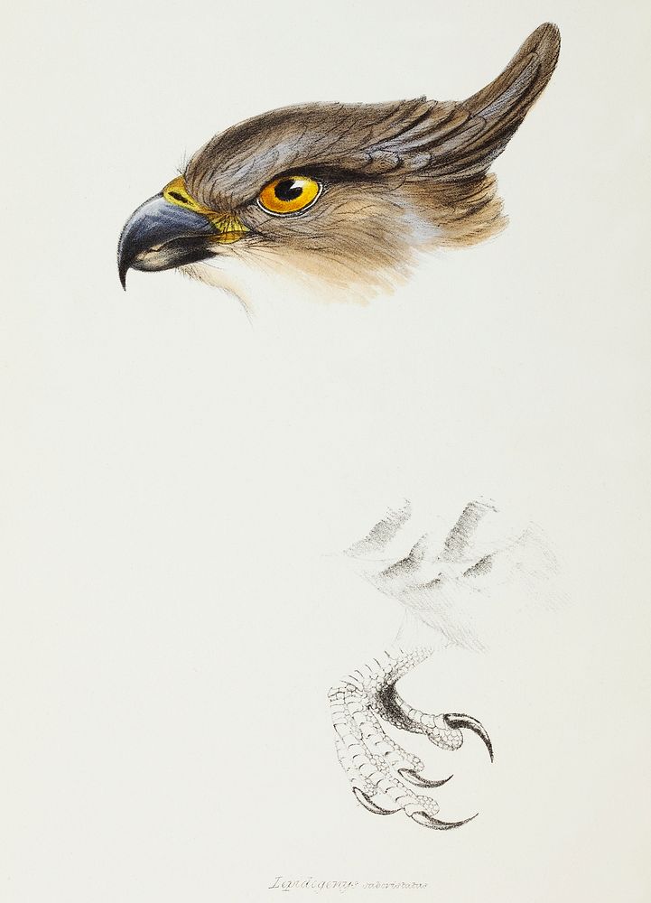 The Pacific Baza (Lepidogenys subcristatus) illustrated from A Synopsis of the Birds of Australia and the Adjacent Islands…