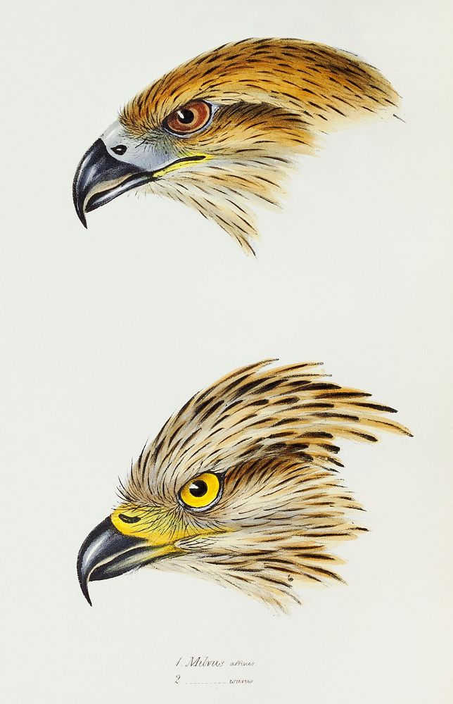 1. Black Kite (Milvus affinis) 2. Square-tailed Kite (Milvus Isurus) illustrated from A Synopsis of the Birds of Australia…