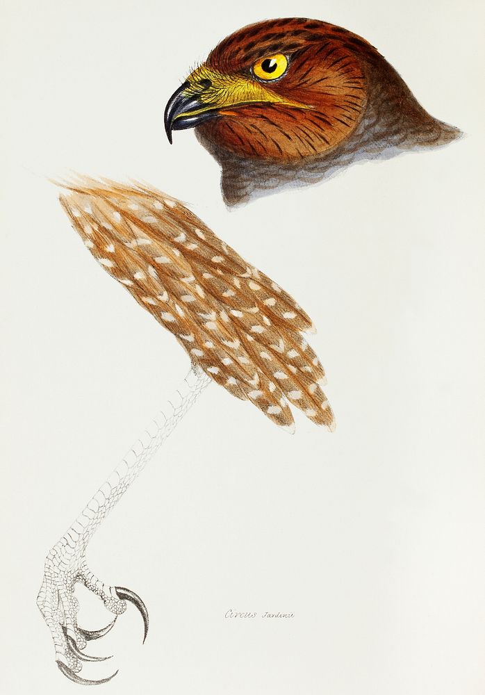 Jardine's Harrier (Circus jardinii) illustrated from A Synopsis of the Birds of Australia and the Adjacent Islands (1837) by…