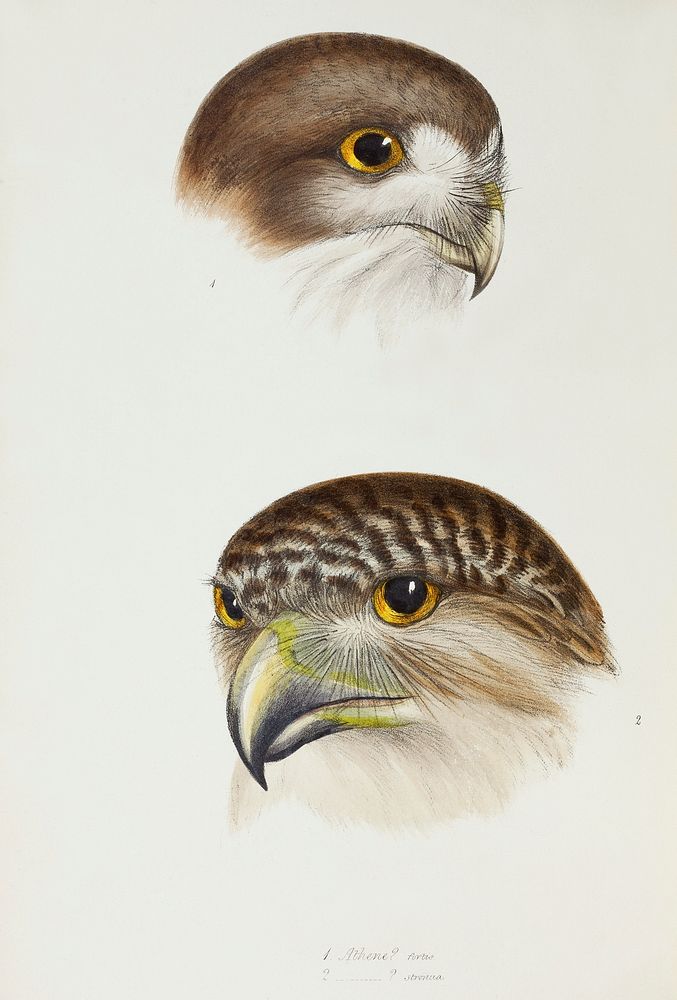 1. Possibly Boobook (Athene fortis) 2. Powerful owl (Athene strenua) illustrated from A Synopsis of the Birds of Australia…