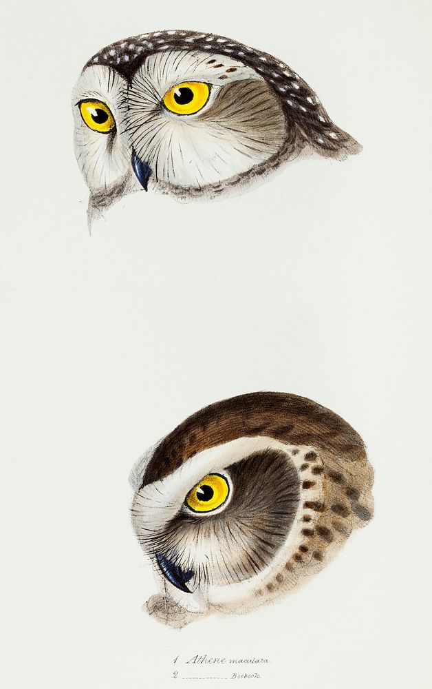 1. Spotted owl (Athene maculata) 2. Boobook owl (Athene boobook) illustrated from A Synopsis of the Birds of Australia and…