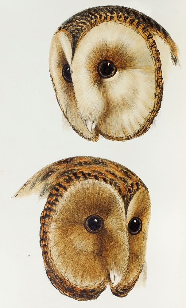 1. Masked barn owl (Strix personata) 2. Tasmanian masked owl (Strix castanops) illustrated from A Synopsis of the Birds of…