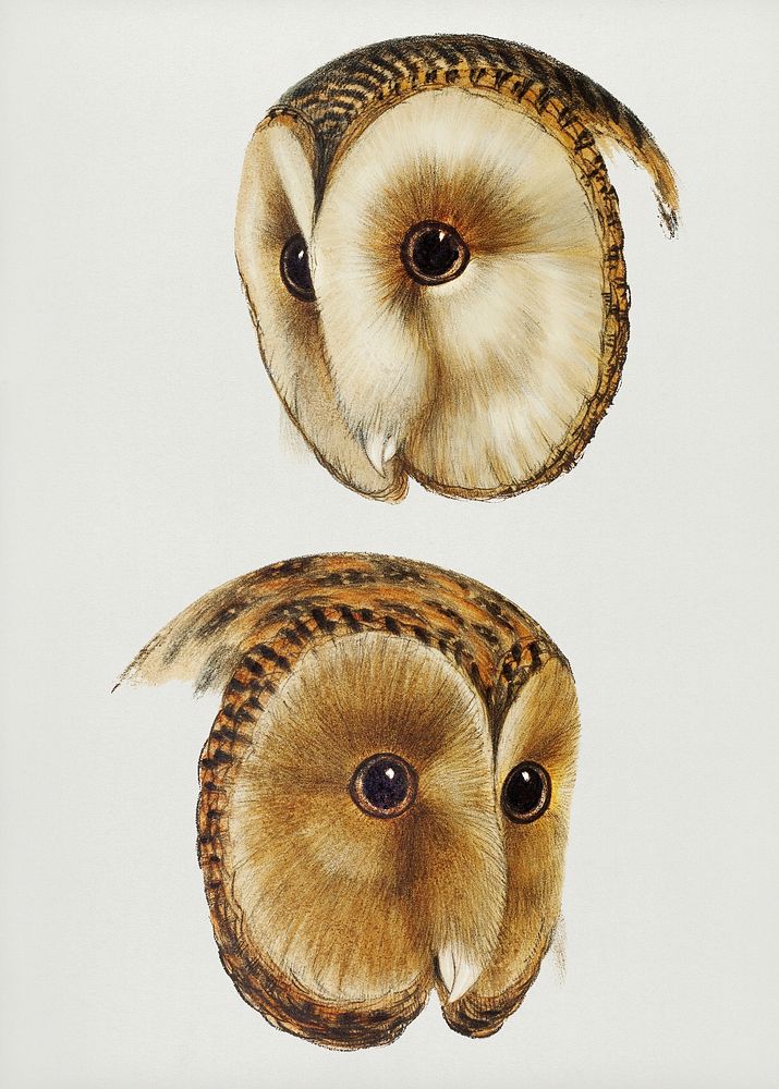 Vintage Illustration of Masked barn owl & Tasmanian masked owl.