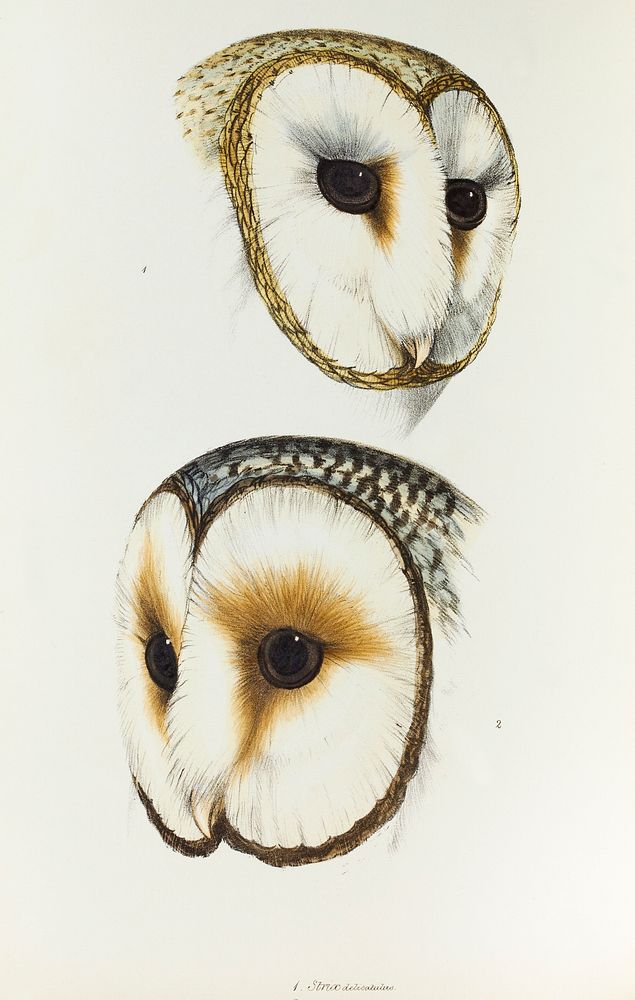1. Delicate Owl (Strix delicatulus) 2. (Ring-eyed Owl) Strix cyclops illustrated from A Synopsis of the Birds of Australia…