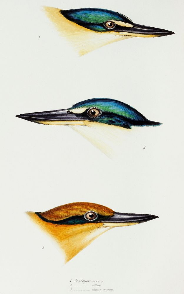 1. Halcyon sanctus (Sacred kingfisher) 2. Collared kingfisher (Halcyon collaris) 3. Guam kingfisher (Halcyon cinnamominus)…