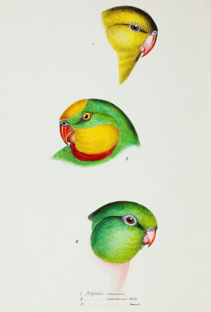 1. Regent Parrot (Polytelis melanura) 2. Superb parrot, male 3. female (Polytelis barrabandi) illustrated from A Synopsis of…