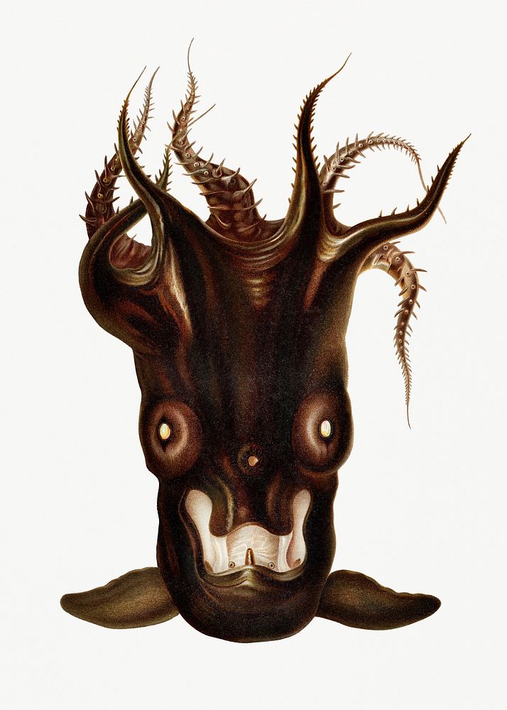 Vampire squid vintage illustration