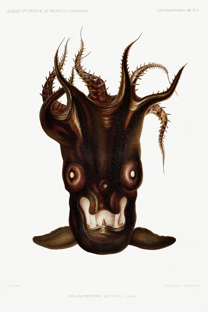 Special black squid illlustration from R&eacute;sultats des Campagnes Scientifiques by Albert I, Prince of Monaco…