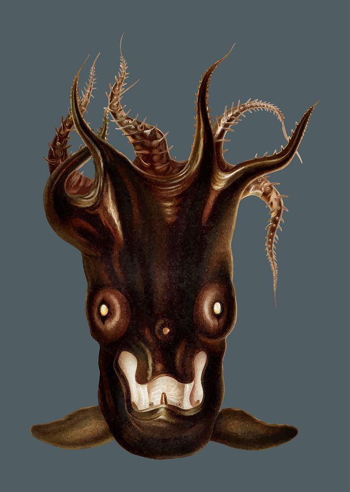 Vampire squid vintage illustration