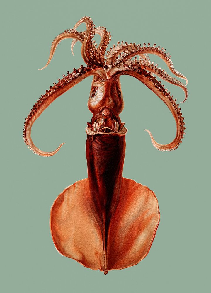 Colored vintage squid illustration