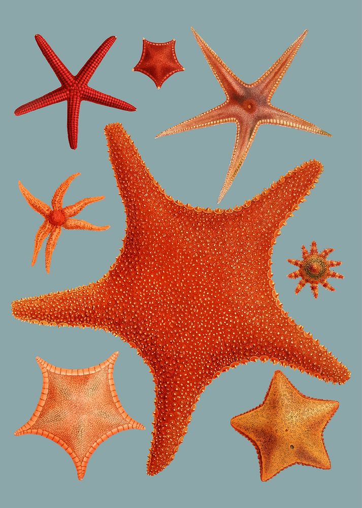 Starfish varieties set illustration