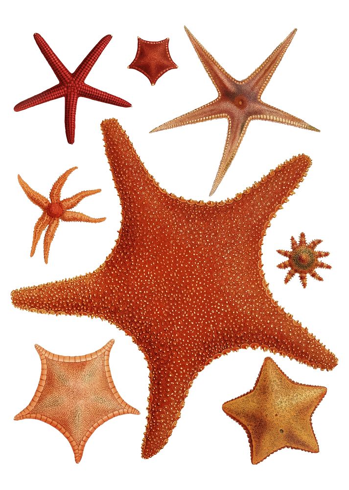 Starfish varieties set illustration
