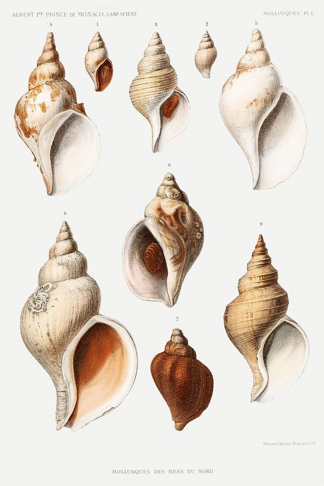 Molluscs of the Northern Seas from R&eacute;sultats des Campagnes Scientifiques by Albert I, Prince of Monaco…