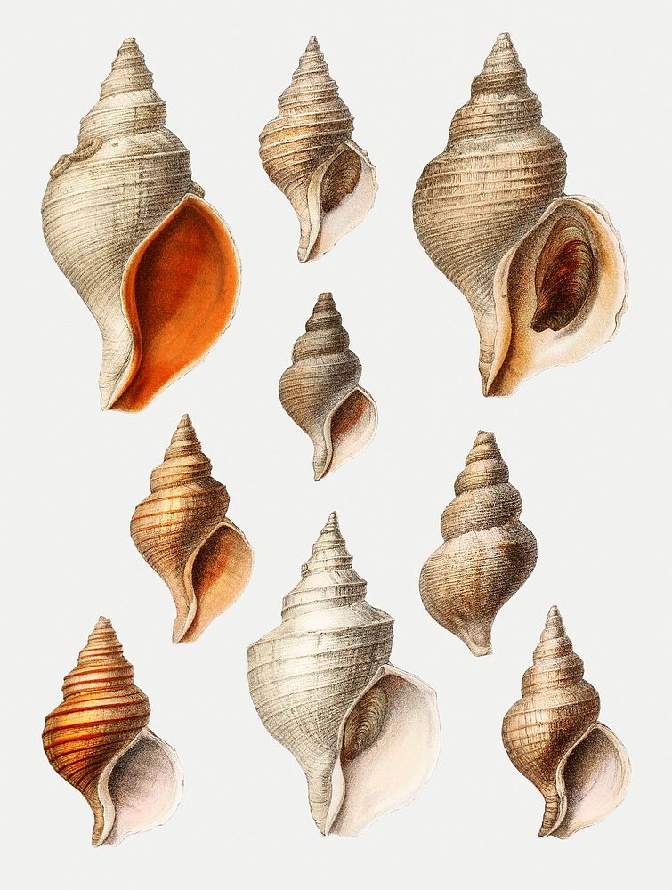 Conch shell varieties set illustration