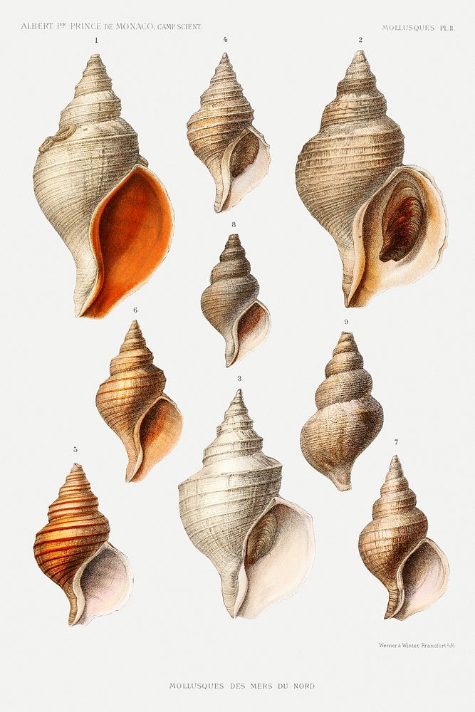 Molluscs of the Northern Seas from R&eacute;sultats des Campagnes Scientifiques by Albert I, Prince of Monaco…