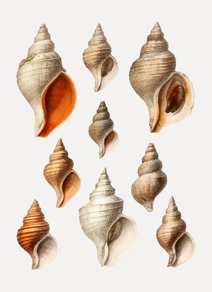 Conch shell varieties set illustration