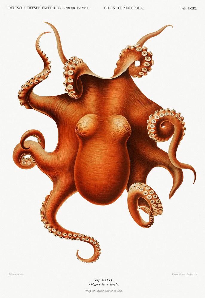 Octopus illlustration from Deutschen Tiefsee-Expedition, German Deep Sea Expedition (1898&ndash;1899) by Carl Chun. Original…