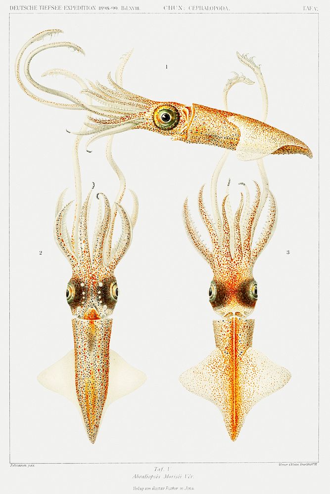 Abraliopsis morisii, bioluminescent squid illustration from Deutschen Tiefsee-Expedition, German Deep Sea Expedition…