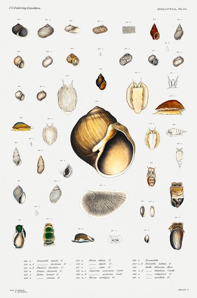Sea snail varieties set illustration from Mollusca & Shells by Augustus Addison Gould. Original from Biodiversity Heritage…
