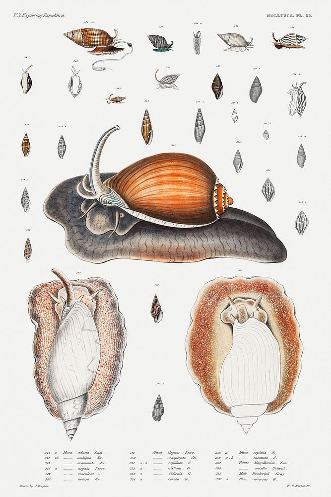Snail varieties set illustration from Mollusca & Shells by Augustus Addison Gould. Original from Biodiversity Heritage…