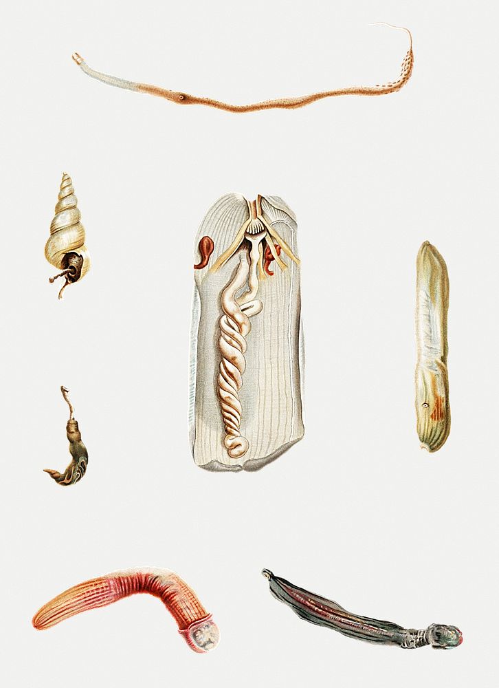 Sea worm varieties set illustration