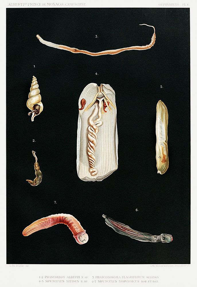 Sea worm varieties set illustration from R&eacute;sultats des Campagnes Scientifiques by Albert I, Prince of Monaco…
