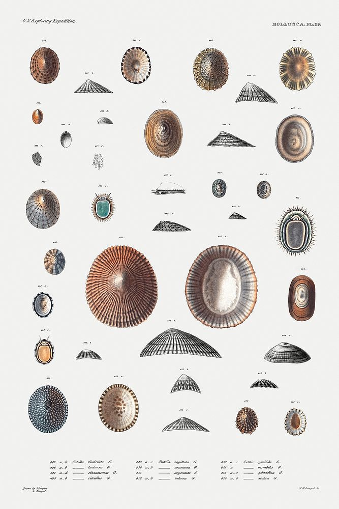 Sea snail varieties set illustration from Mollusca & Shells by Augustus Addison Gould. Original from Biodiversity Heritage…