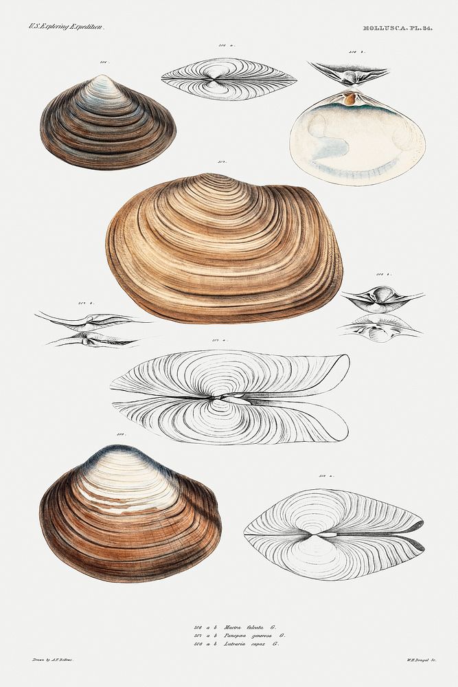 Clam shell varieties set illustration from Mollusca & Shells by Augustus Addison Gould. Original from Biodiversity Heritage…