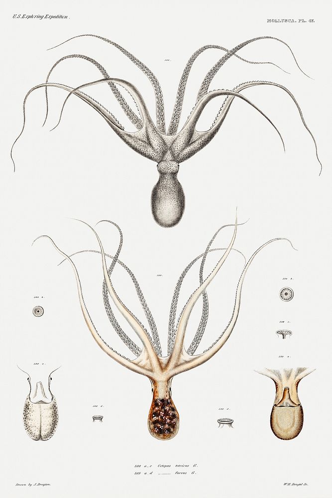 Common Sydney octopus and octopus furva illustration from Mollusca & Shells by Augustus Addison Gould. Original from…